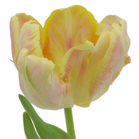 Apricot Parrot Tulips | FiftyFlowers.com