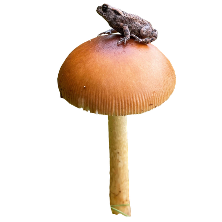mushroom frog