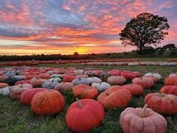 fall pumpkin patch - Google Search