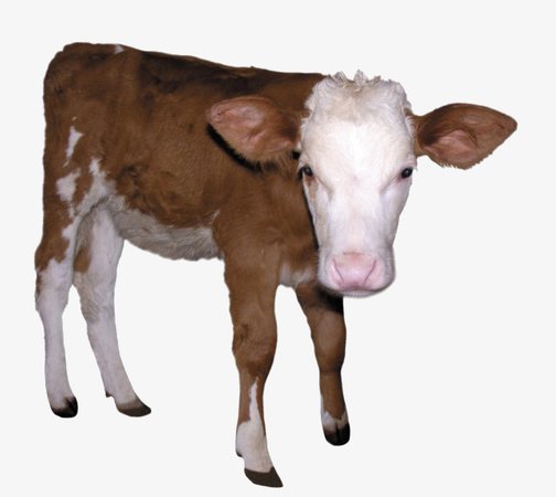 calf png - Google Search