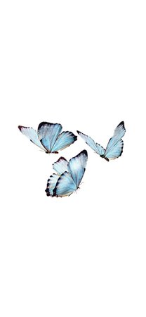 (71) blue butterflies | Tumblr
