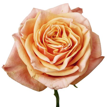 Princess Peach Garden Rose l Fiftyflowers.com