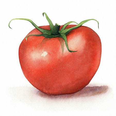 Tomato Watercolor Painting by Zapista OU
