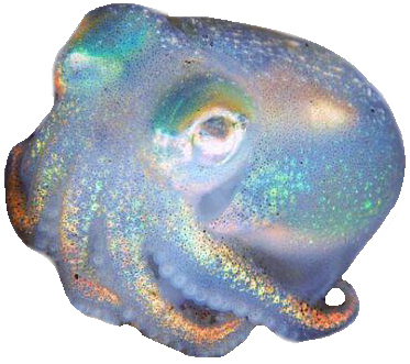 cias pngs // iridescent octopus