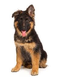 German shepherd puppies png - Google Search