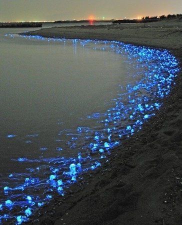 bioluminecent beach