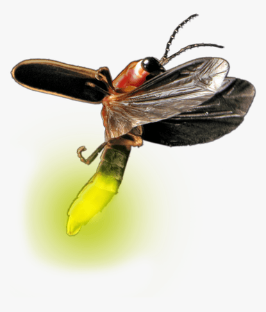 Transparent Firefly Bug Clipart - Firefly Insect Png Transparent, Png Download , Transparent Png Image - PNGitem