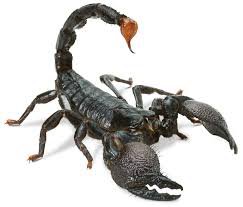 scorpion - Google Search