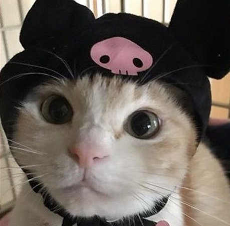 Pastel Goth cat