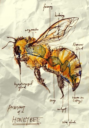 bee paper
