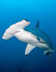 hammerhead shark - Google Search
