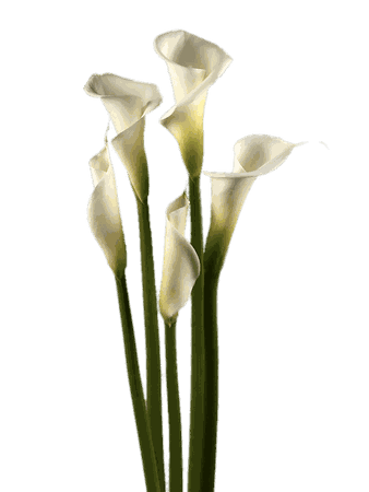 White Calla Lilies transparent PNG - StickPNG