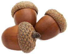 acorn no background - Google Search