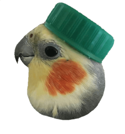 bird cap