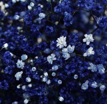 blue white flowers