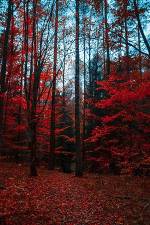 Beautiful Red Forest