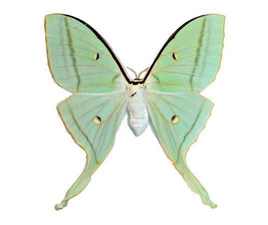 One Real Green Luna moth Actias selene ningpoana female China | Etsy