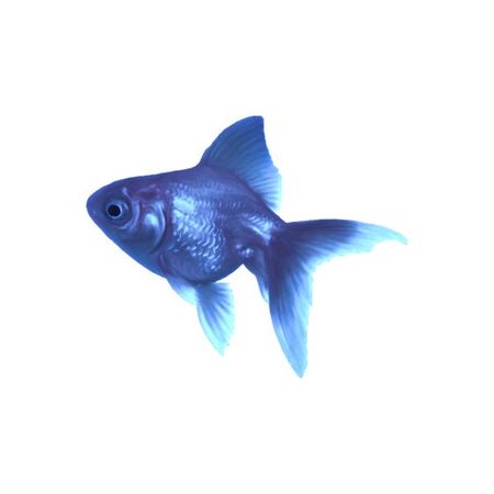 blue fish