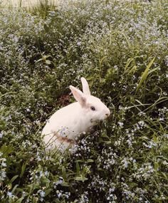 rabbit white