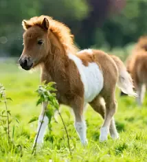 baby horse - Google Search