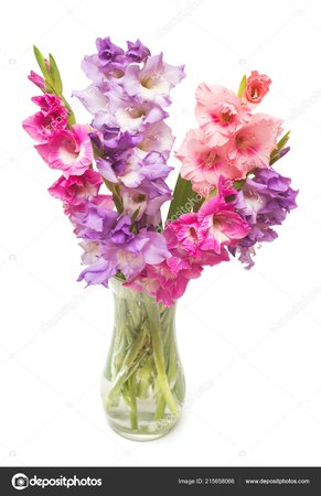 Beautiful Bouquet Pink Fashionable Gladiolus Flower Vase Isolated White Background — Stock Photo © FlowerStudio #215658066