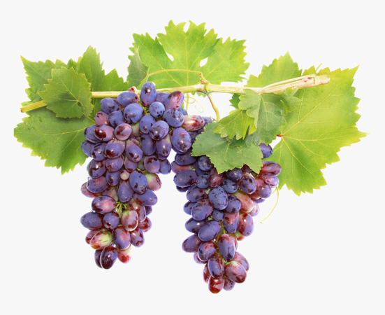 transparent grape vine png - Google Search