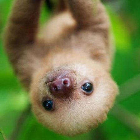 I Love Sloths - Posts