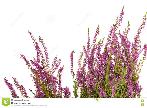 Heather Isolated On White Background. Stock Image - Image of bush, flora: 75894371