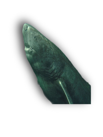 Greenland shark oldest sharks fish animals ocean