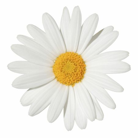 Free: White Daisy Clipart – 101 Clip Art - nohat.cc