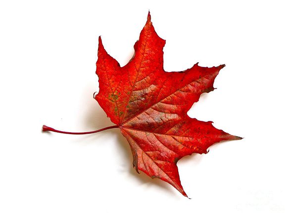 red-leaf-maple-in-autumn-sean-griffin.jpg (900×675)