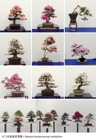 bonsai exhibit