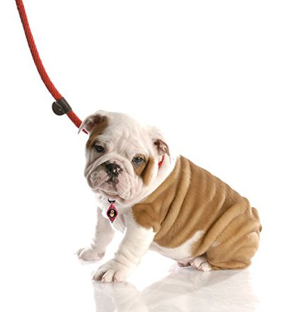leash for dogs - Google Search