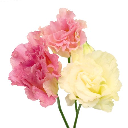 Pink Champagne Lisianthus Flower | FiftyFlowers.com