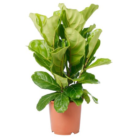 FICUS LYRATA Potted plant - fiddle-leaf fig - IKEA