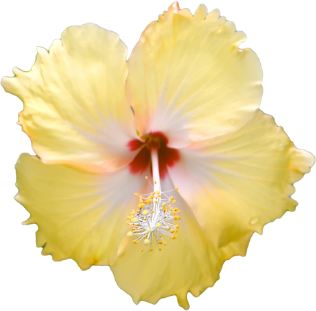 yellow_hibiscus_flower_by_pandymonium62_db6ydz6-fullview.png (1024×1007)
