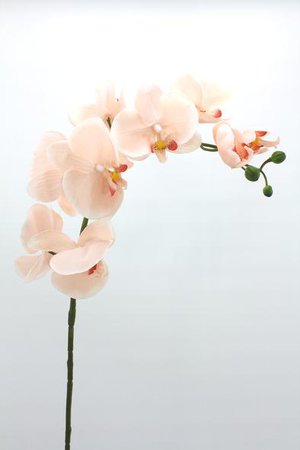 Phalaenopsis Orchid Spray Medium Real Touch Artificial Flower Dusty Pi – Floralistic