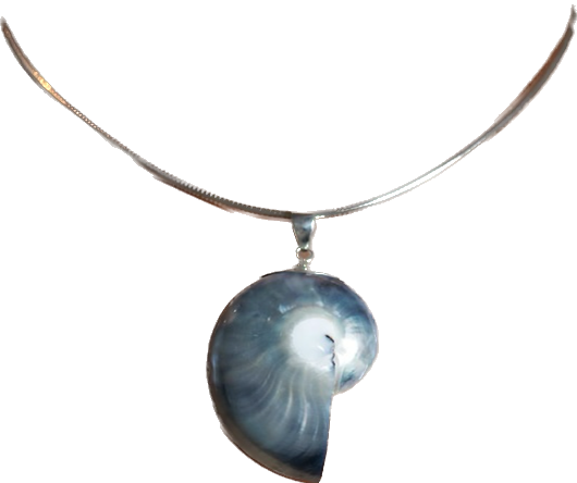 nautilus shell pendant necklace