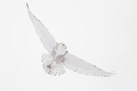 snowy owl flying - Google Search