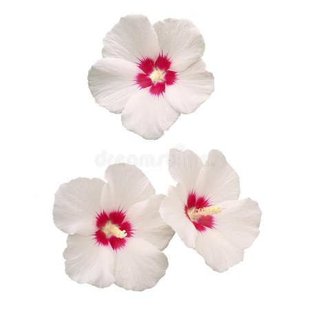 rosa-del-blanco-de-las-flores-de-sharon-aisladas-en-blanco-61116716.jpg (800×800)