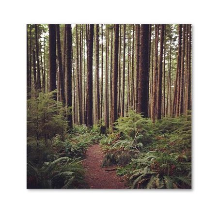 Forest Trail | Photos.com
