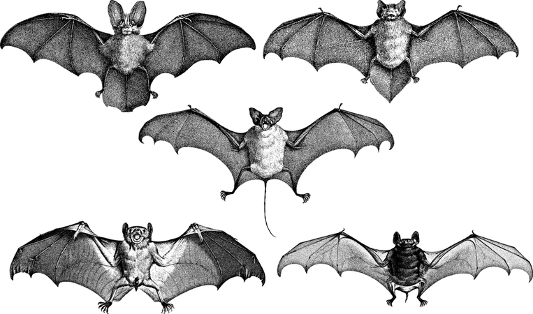 Bats Wings Line Art - Free vector graphic on Pixabay