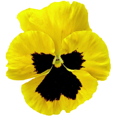 cias pngs // flower pansy