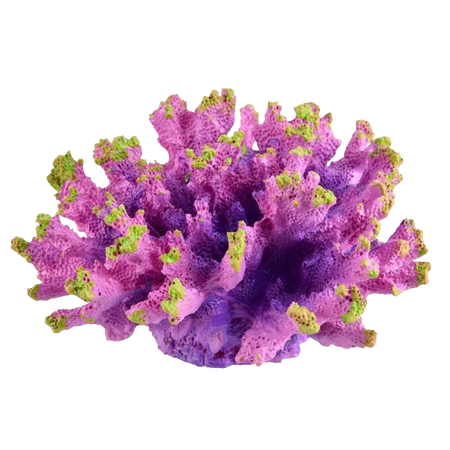 Pinkish coral