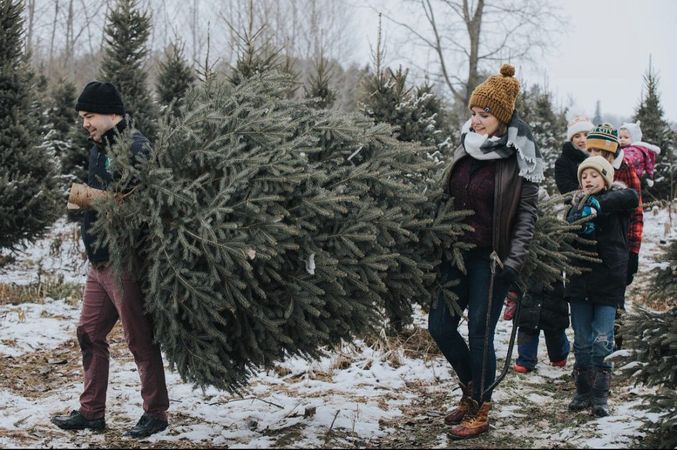 Christmas tree farms with a big parking lot to park and buy the tree - Google Search