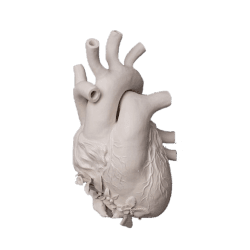porcelain anatomical heart