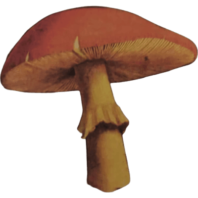 cias pngs // mushroom