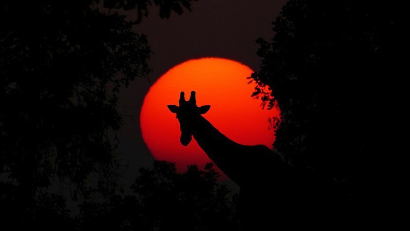 Giraffe Animal Africa - Free photo on Pixabay