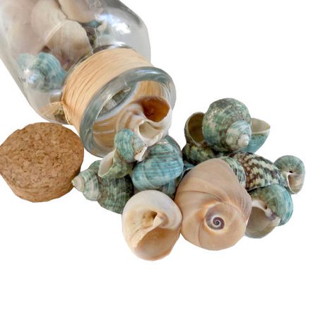 sea shells jars