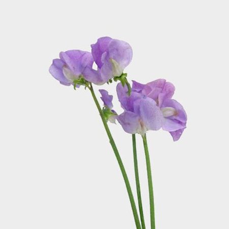 Purple Sweet Pea Flowers (10 Bunches) - Wholesale - Blooms By The Box